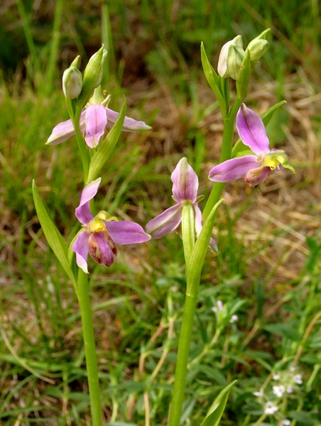 Ophrys apifera var. tilaventina